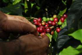 Producción de café cayó un 16% en febrero por factores climáticos