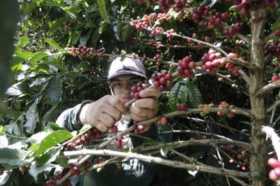 La producción de café cae un 7% en abril