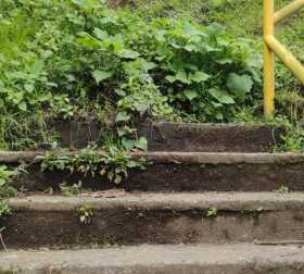 Las escalas estaban tapadas por maleza.