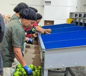 Foto | Suministrada por Packing Parnaso| LA PATRIA El 50% de los trabajadoras son madres cabeza de familia.