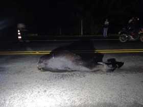 Una vaca ocasionó grave accidente en vereda El Cairo de Belalcázar