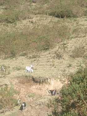 La Contraloría y Corpocaldas encontraron ganado donde debería haber bosque, pues el predio fue adquirido con ese fin.