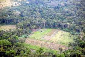 En 20 años se deforestaron tres millones de hectáreas en Colombia