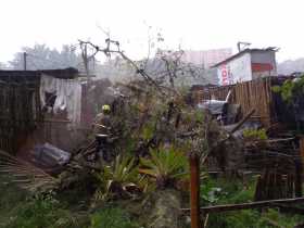 Lluvias provocan caída de dos árboles en Manizales y Villamaría