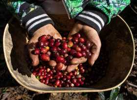  La producción de café aumentó un 4 % en agosto