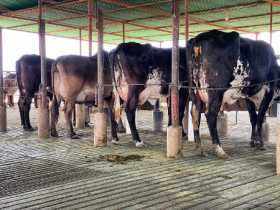 En La Ruidosa producen leche para intolerantes a la lactosa