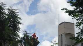 Eucalipto derribado en el parque San José de Manizales  