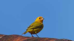 Una muestra de la diversidad de aves