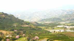 Florecen los guayacanes