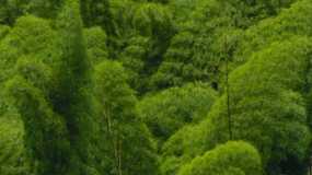 Texturas: Guaduales en Palestina