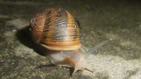 Caracol nocturno