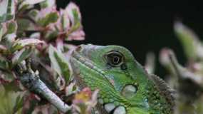 Iguana en Santágueda 