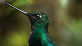 Colibrí en Termales del Ruiz