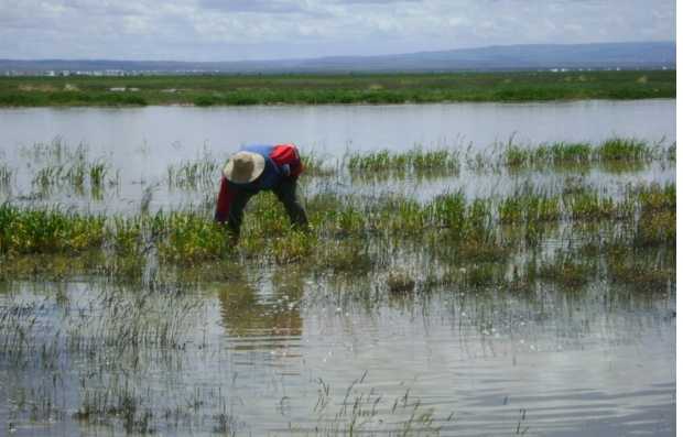 Las lluvias generan inundaciones y pérdidas en los cultivos. Por eso es necesario estar bien preparados para cuidarlos durante el invierno.