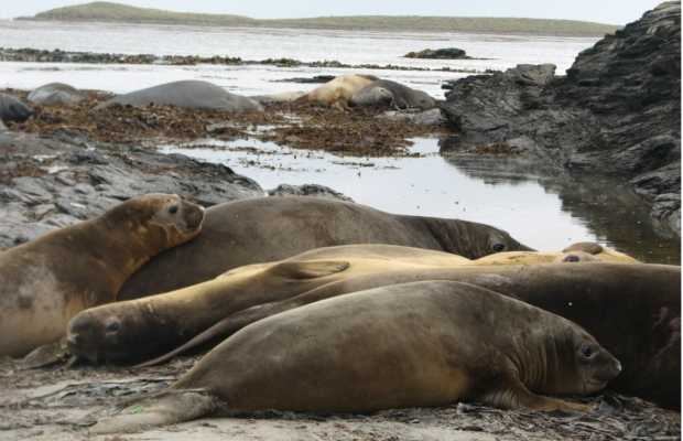 Durante todo el año se pueden ver en las playas las manadas de lobos y elefantes marinos que duermen por horas en la arena o se zambullen en el mar.