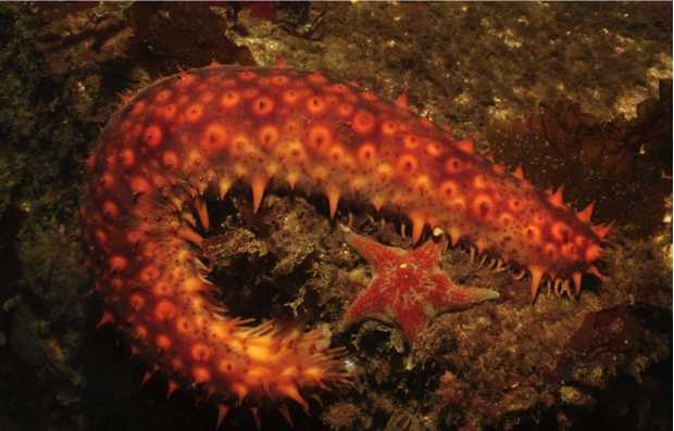 Es una especie de equinodermos que se encargan de remover el sedimento marino para contribuir con el ciclo de vida en el océano.