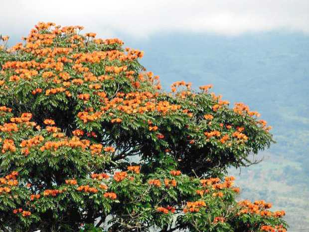 Árboles y nostalgia, nuestra última sombra