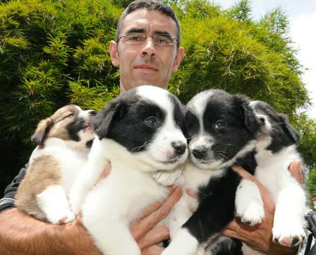 Conozca las enfermedades  que más padecen las mascotas