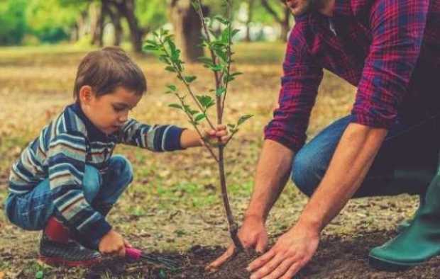 10 datos que debes saber para que siembren un árbol a tu nombre