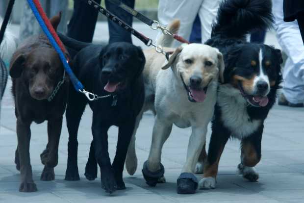 Sepa qué hacer con sus mascotas si va a viajar