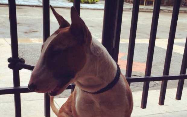 bull terrier Dominic