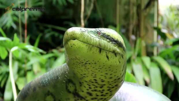 Foto | Colprensa | LA PATRIA