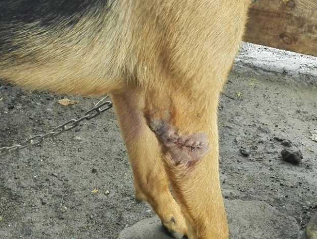 Foto | Cortesía | LA PATRIA