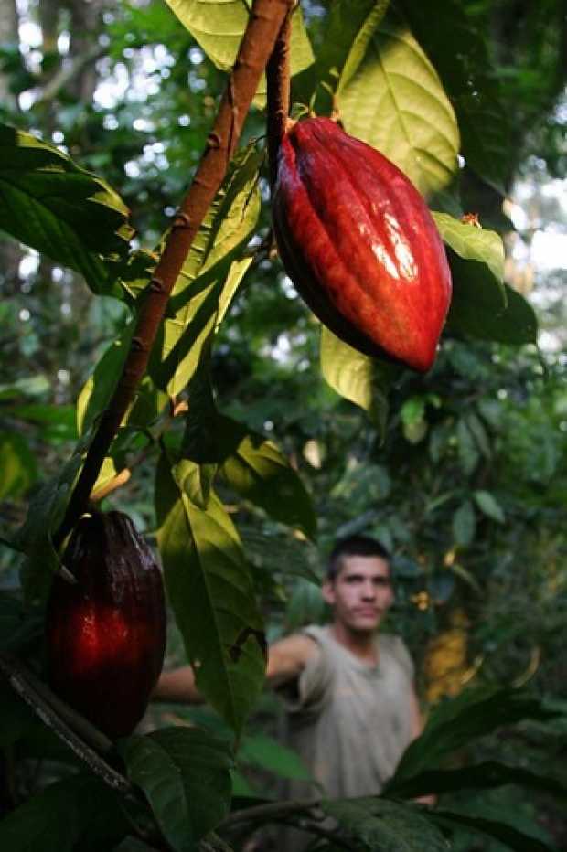 Producción de cacao, Caldas