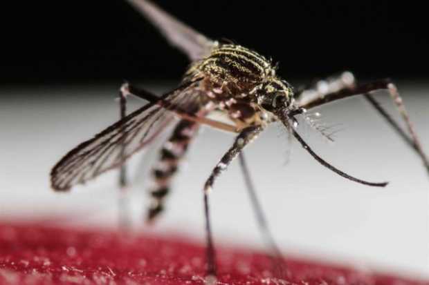 Fotografía del 30 de enero de 2016, del mosquito Aedes Aegypti en San José (Costa Rica). 