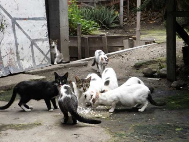 Invasión felina en Villamaría