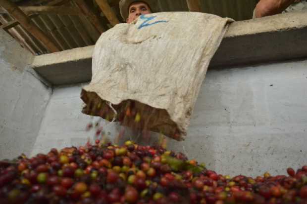 Renovar y mecanizar, las tareas del sector cafetero 