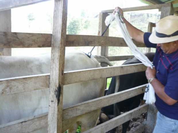 Póngale la marca a su ganado 