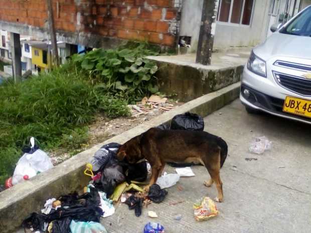 Perros deambulan por las calles