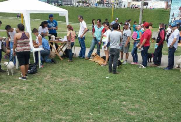 Piden más atención para perros callejeros 