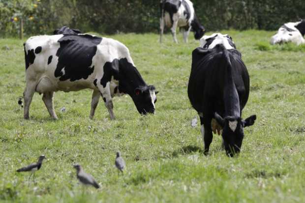 Pastos nutridos, más leche 