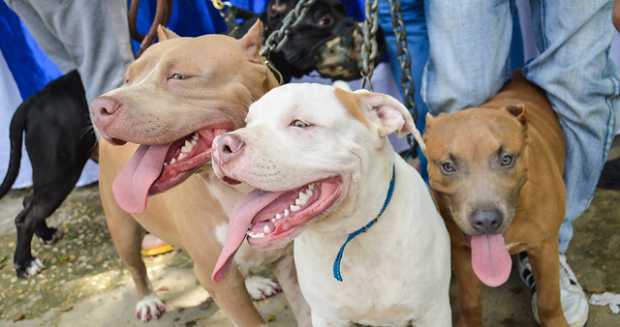 Claves para mantener las mascotas saludables