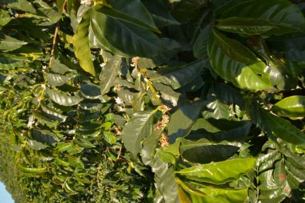 La poca florecencia de los cafetales a principio de año es la razón de la disminución de la producción de café. 