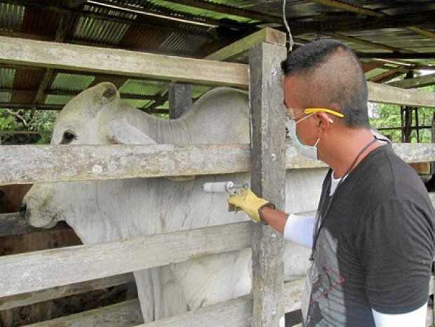 La fiebre aftosa es una enfermedad animal no transmisible a humanos, que, no obstante, sí tiene implicaciones negativas de cara 