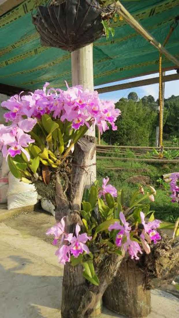 Los troncos secos son el hogar de estas orquídeas.