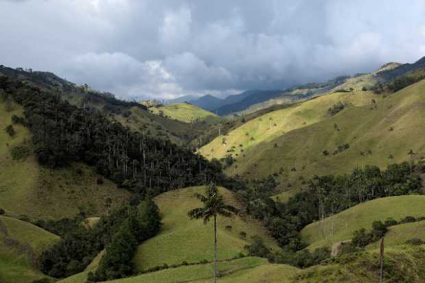 El valle de Palma de Cera de La Samaria (Salamina)