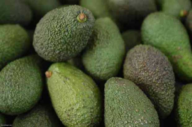 Sale el primer cargamento de aguacate hass colombiano hacia Estados Unidos