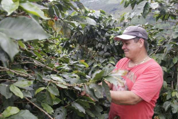 Producción de café supera cosecha del año pasado 