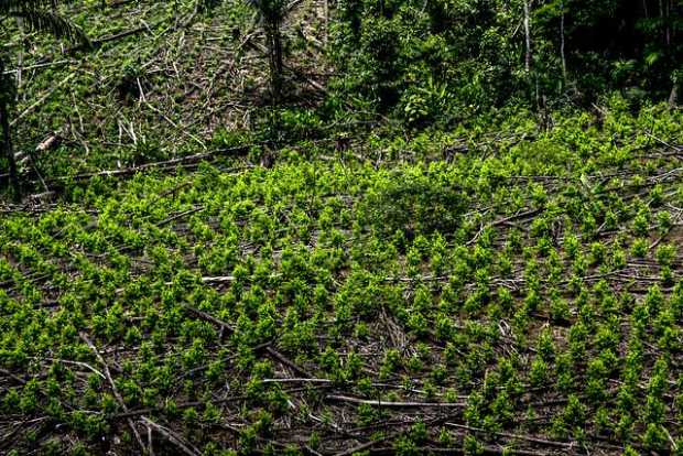 Los uniformados participaban en labores de erradicación de cultivos de coca. 