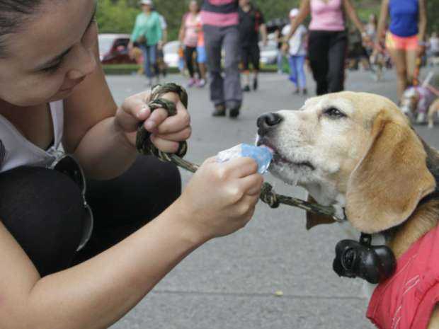 Una raza de perro para cada tipo de familia