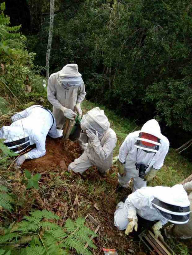 Ataque de abejas africanizadas en Samaná (Caldas)