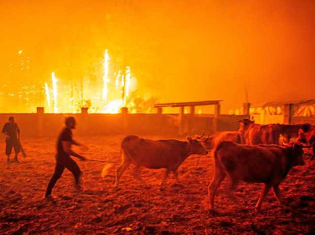 Hombres ponen a salvo el ganado. Esta nueva oleada de incendios se produce apenas cuatro meses después de la tragedia que afectó