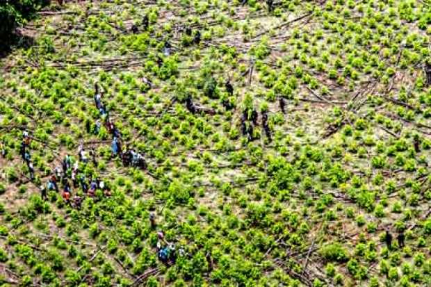 Tumaco es, según el más reciente informe de la Oficina de las Naciones Unidas contra la Droga y el Delito (UNODC, por sus siglas