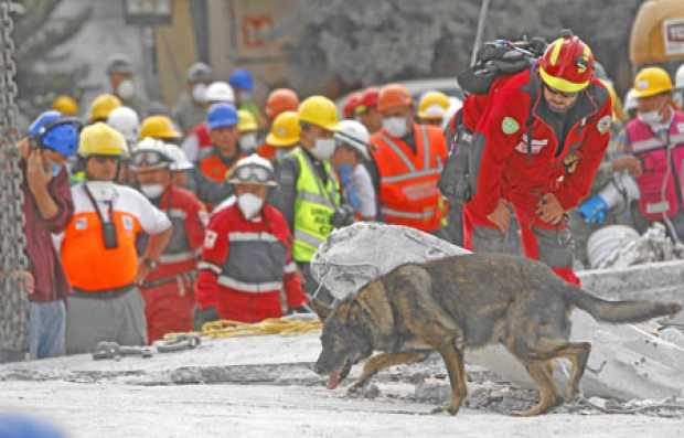 Un perro de las brigadas de rescate trabaja en las labores de búsqueda después de que rescatistas lograron acceder al último pis
