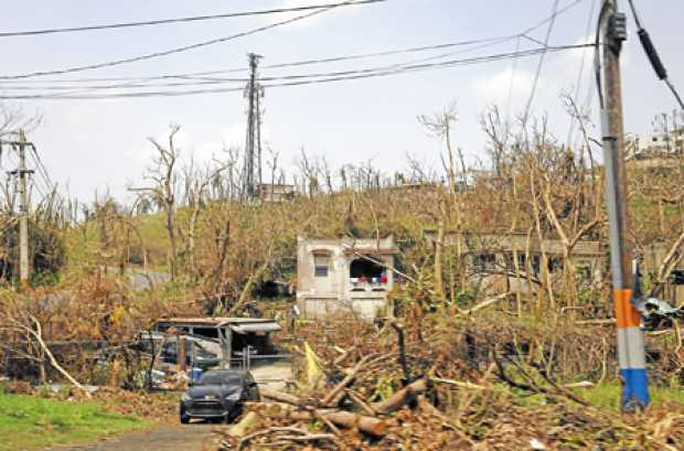 Detalle de los daños en un poste del tendido eléctrico y la vegetación afectados por el paso del huracán María, en la localidad 
