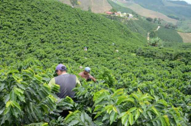 El café es el que le está dando fuelle a la economía